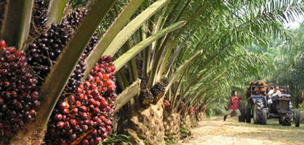 Crude Palm Oil